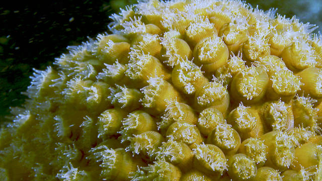 culebra-coral-reef-ziggy-livnet-promo.jpg 
