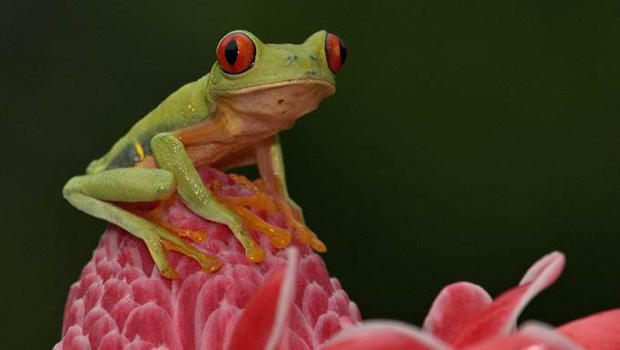 red-eyed-tree-frog-lynn-hunter-hackett-620.jpg 