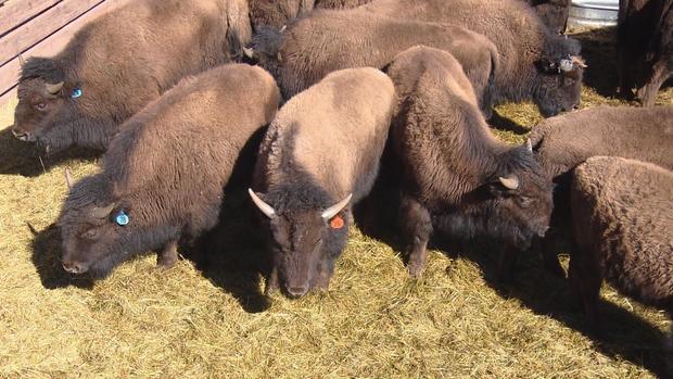 bison auction (5) 