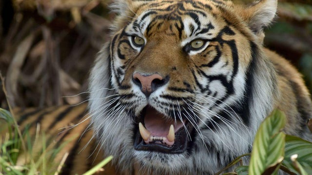 AUSTRALIA-TIGER-ZOO-CONSERVATION 
