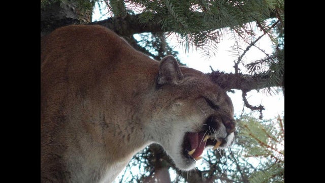 cougars-big-teeth-1520561648231-jpg-13520043-ver1-0.jpg 