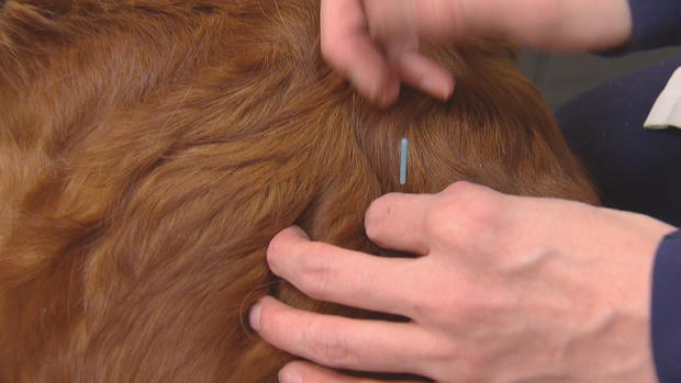 Dog Acupuncture 