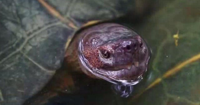 Teacher who fed puppy to snapping turtle in front of students under