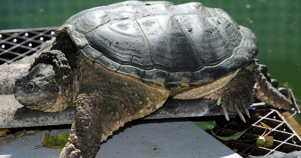 Authorities euthanize turtle amid reports it was fed sick puppy in ...
