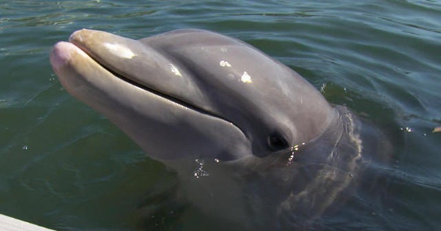 Are animals smarter than us?