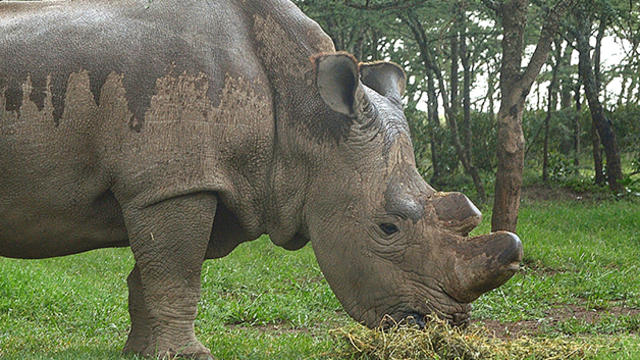 sudan-rhino.jpg 