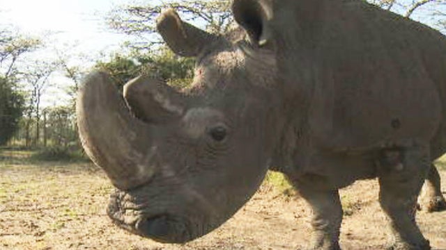 last-male-white-rhino-promo.jpg 