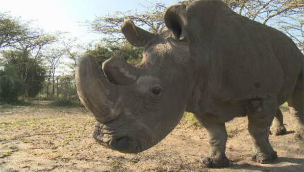 last-male-white-rhino-620.jpg 