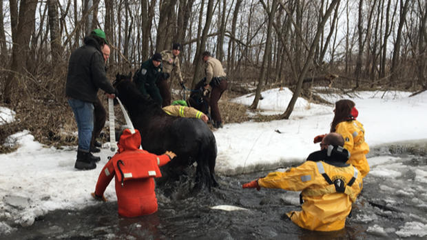 Elm Creek Park Horse Rescue 