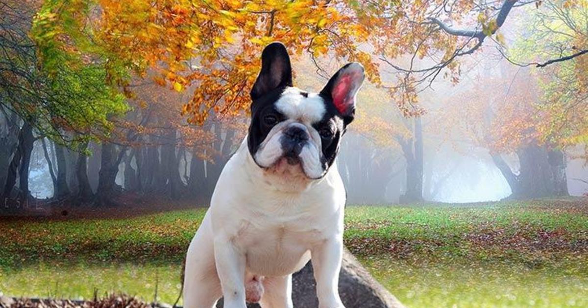what are the most popular dogs in america