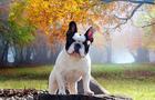 french-bulldog-on-white-11.jpg 