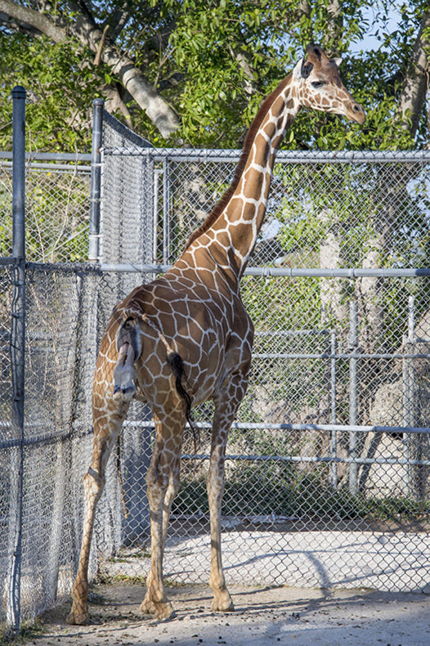 Giraffe Gives Birth at Zoo Miami 
