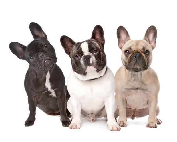 three French Bulldogs in a row