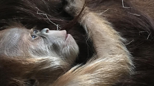 zoo-new-orangutan51.jpg 