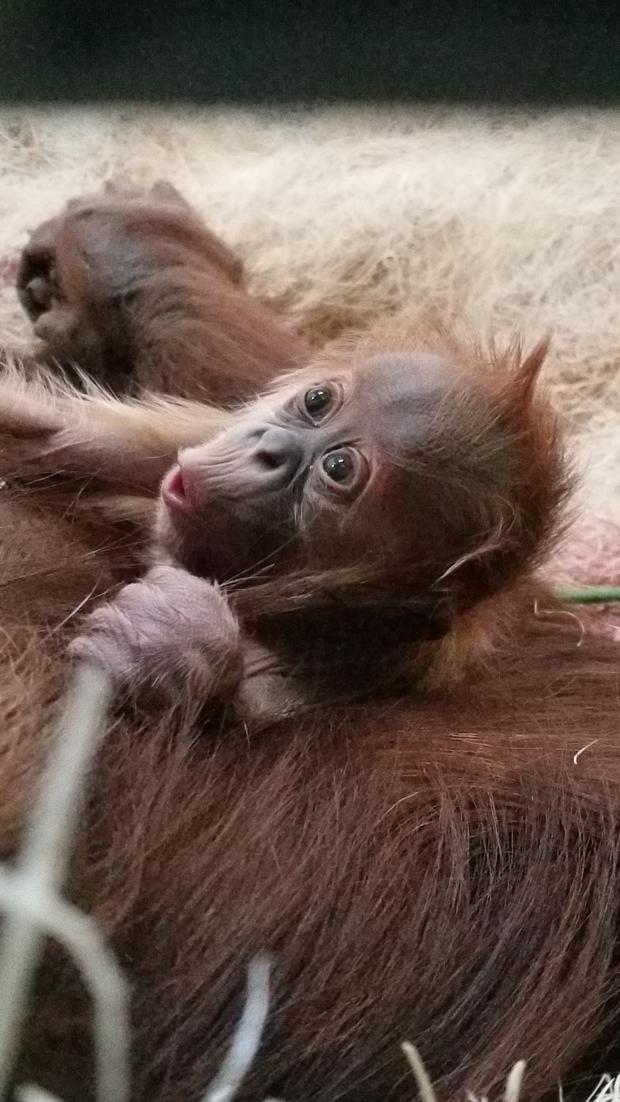 Zoo new orangutan2 