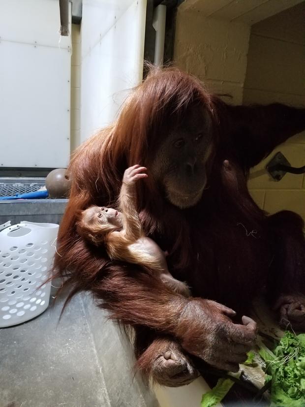 ZOO new orangutan1 