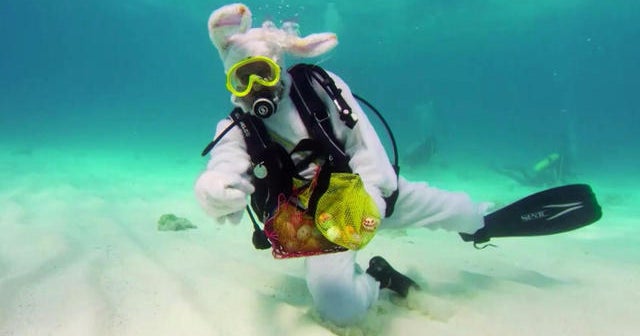 Scuba diving Easter bunny holds egg hunt for charity - CBS News