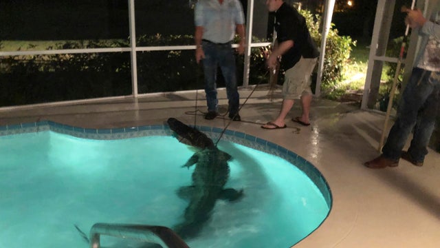 Alligator in Pool 