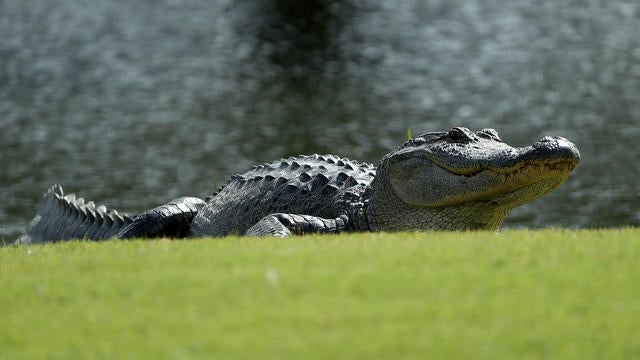 gator-1536264-640x360.jpg 