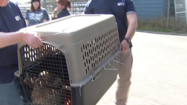 sloths-confiscated-033118.jpg 