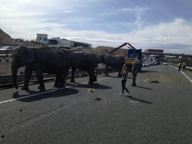 Person reacts next to elephants, after circus truck that was transporting them crashed, in Pozo Canada 