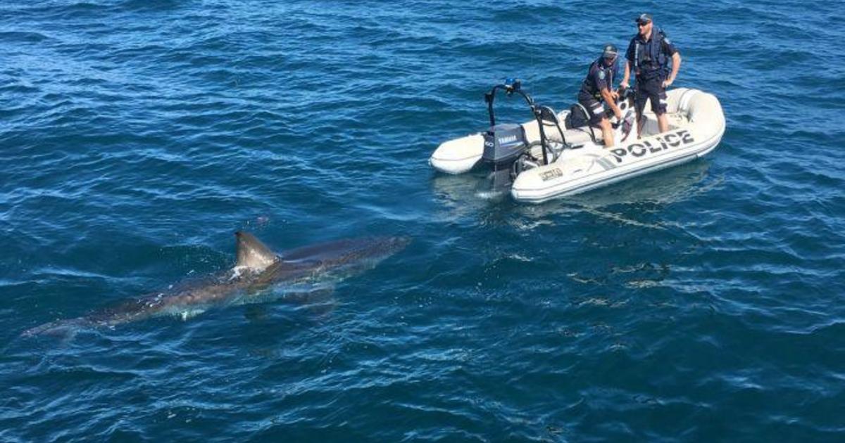 Look at the size of this thing: Great white shark interrupts