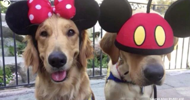 Service dogs in training take field trip to Disneyland CBS News