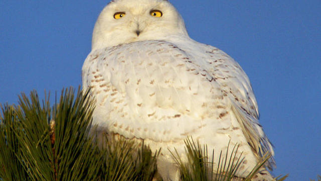 snowy-owl-first-year-male-2-sherri-obrien-promo.jpg 