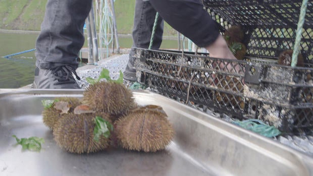faroe-island-harvesting-sea-urchins-620.jpg