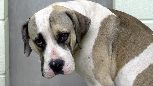 animal-dog-pitbull-sad.jpg 
