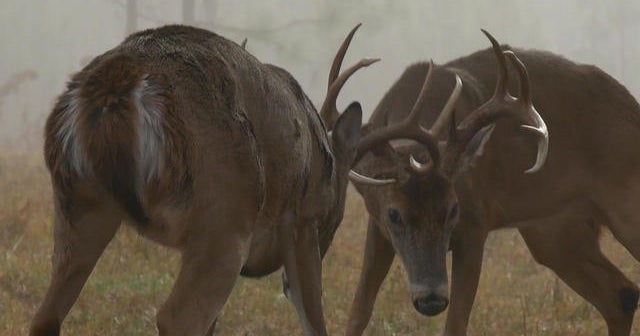 Nature: Bucks