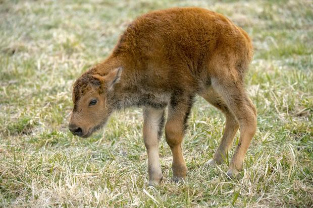 Baby Bison 