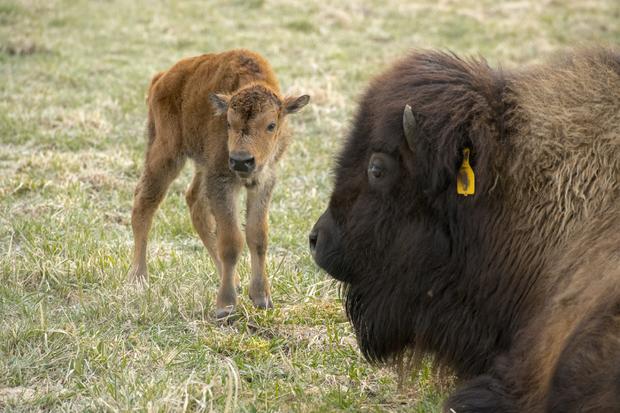 Baby Bison Image 