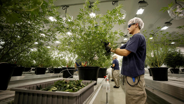FILE PHOTO: A worker collects cuttings from a marijuana plant at the Canopy Growth Corporation facility in Smiths Falls 