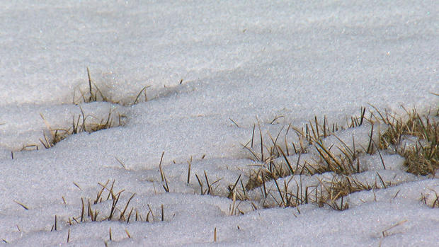 Grass and Snow 