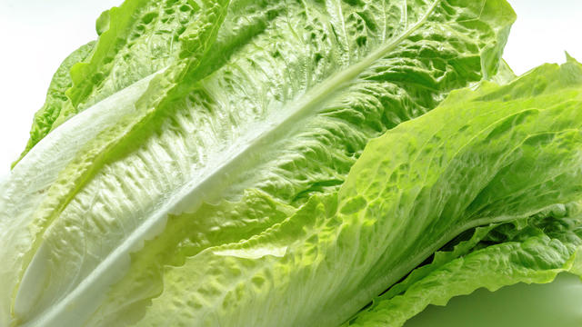 lettuce 