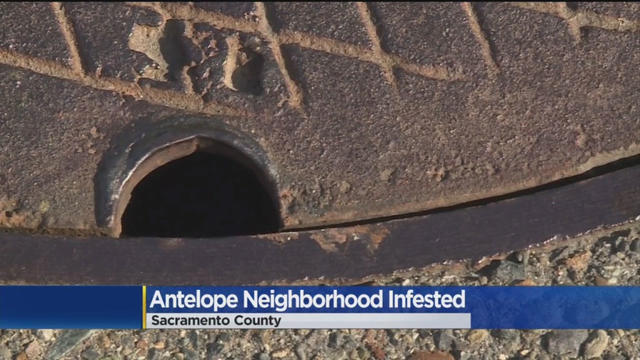 antelope-neighborhood-infested.jpg 