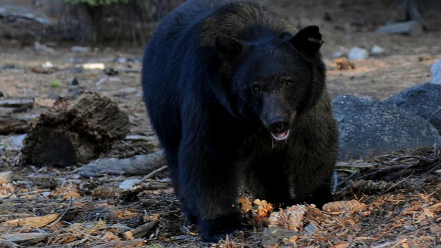 animal-black-bear.jpg 