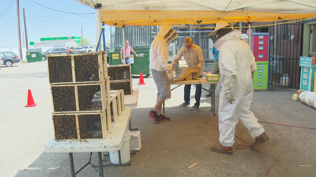 Bee Event RS RAW 01 concatenated 135724_frame_9340 