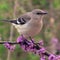 Nature: Redbuds