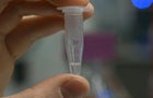 crispr-full.jpg 