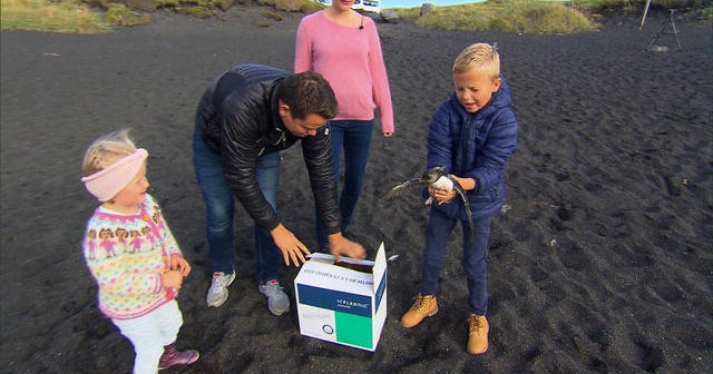 Rescuing puffins