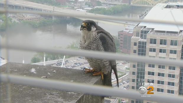 downtown-pittsburgh-peregrine-falcon 