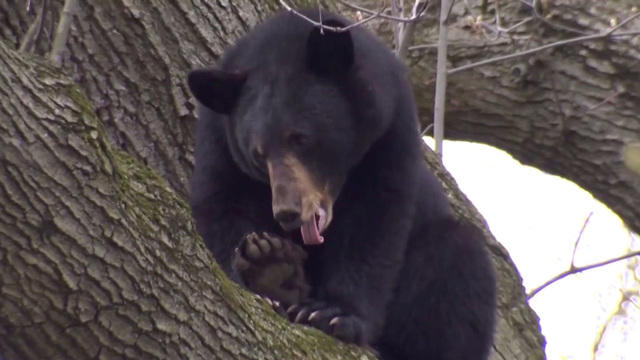 mpx-bear-in-suburbs-1559436-640x360.jpg 