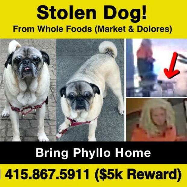 Flyer for stolen San Francisco dog 