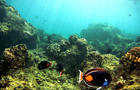 Coral Reefs In Danger 