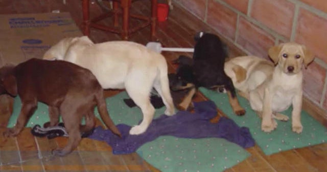 Puppies used as drug mules to transport liquid heroin - CBS News