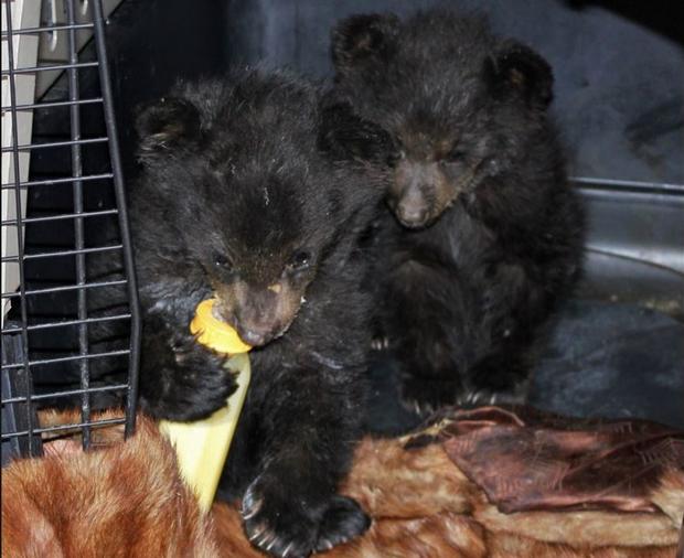 bear cubs 