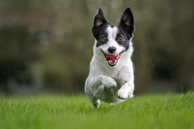 Happy Jack Russell terrier dog running in garden 