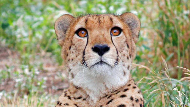 cheetah-cropped.jpg 
